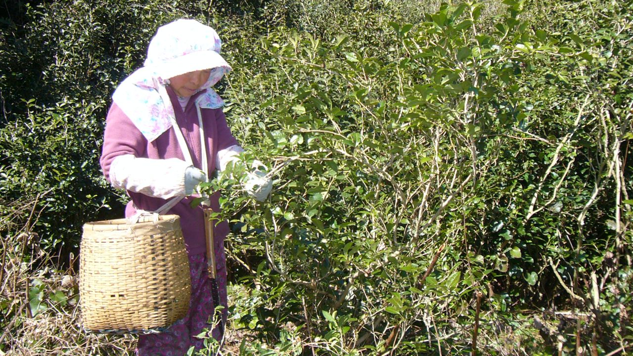 Kancha Harvest