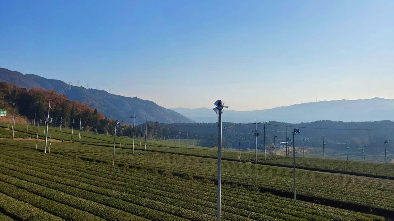 Tea Plantation in Ujitawara (1/3)