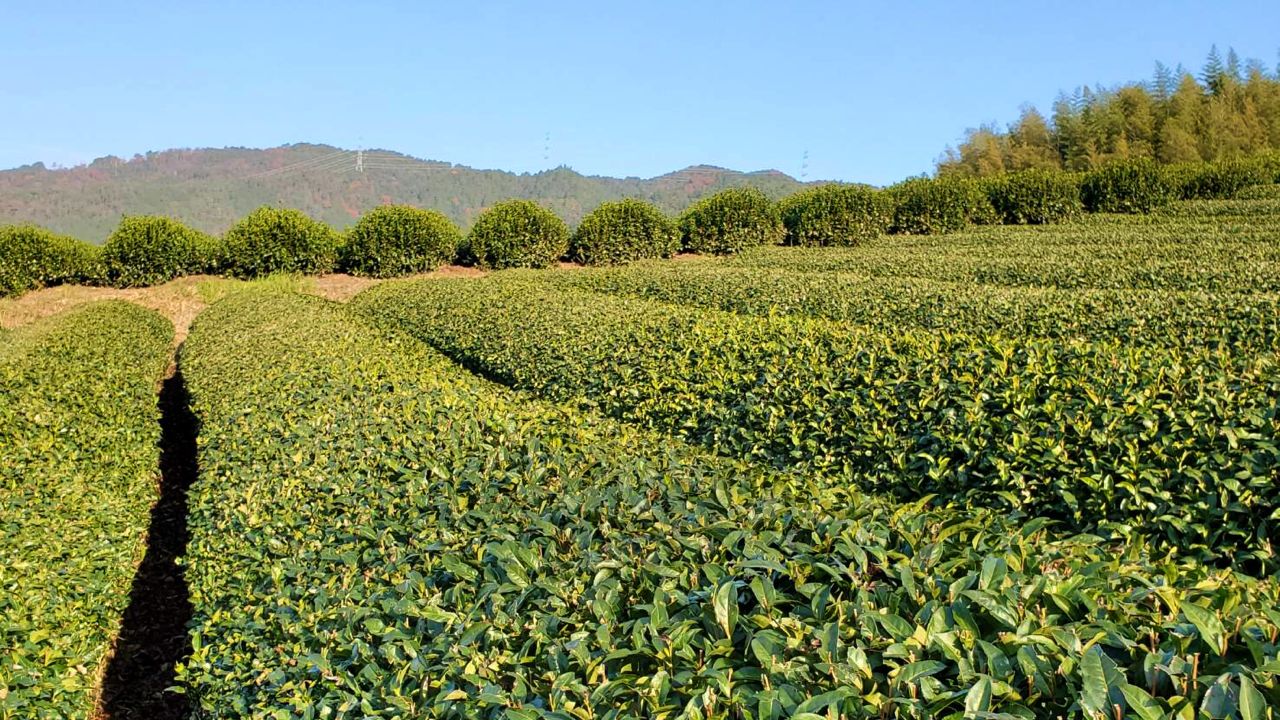 Tea Plantation in Ujitawara (2/3)