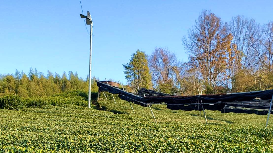 Tea Plantation in Ujitawara (3/3)