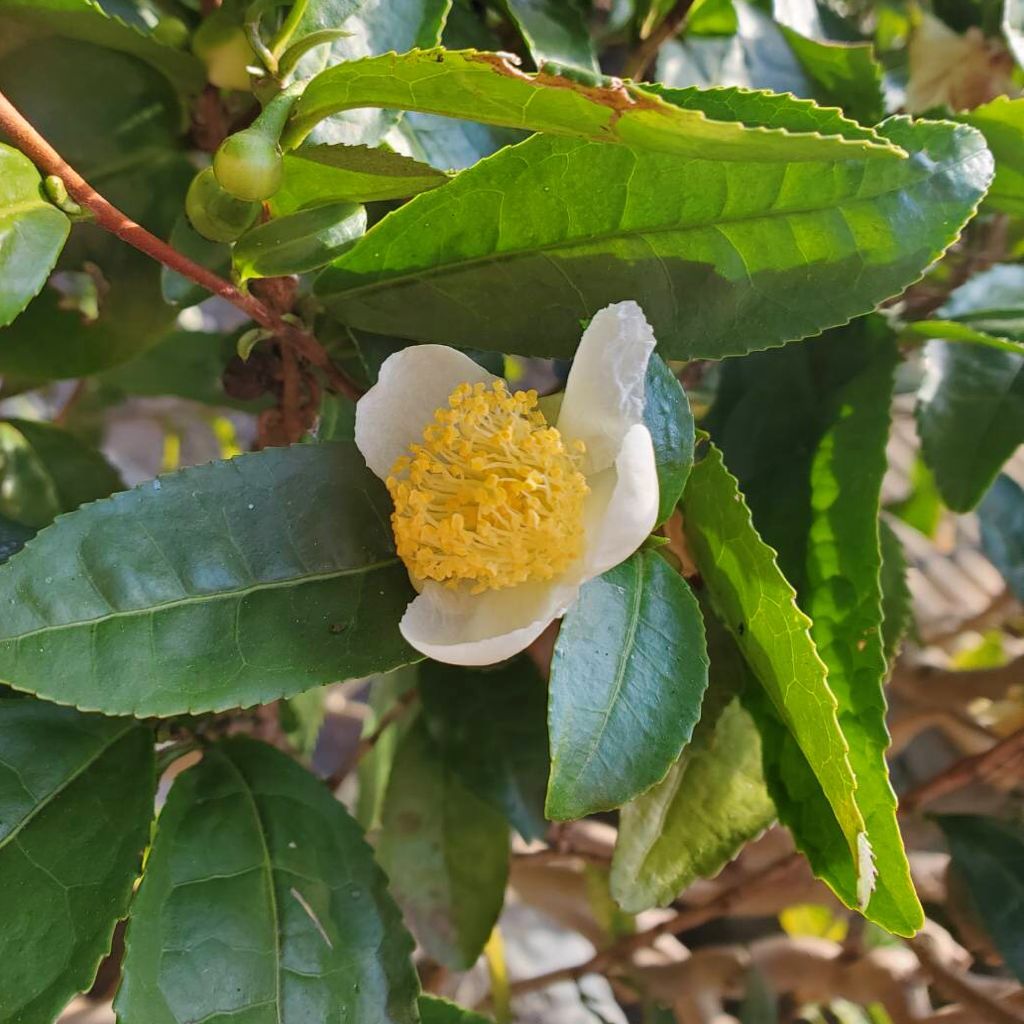 Tea flowers