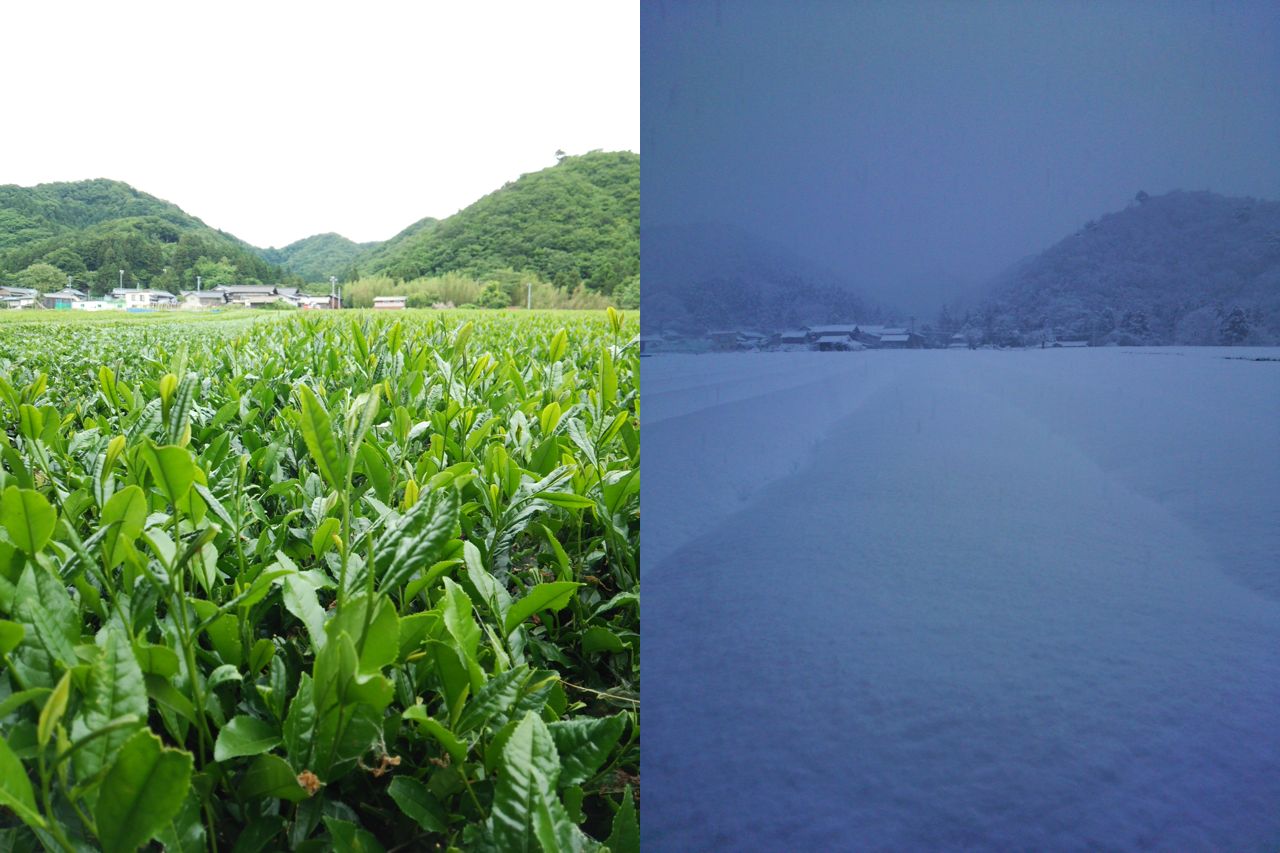 Murakami tea plantation in summer in summer and in winter