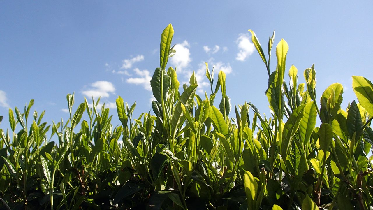 Tea plantation in Mie