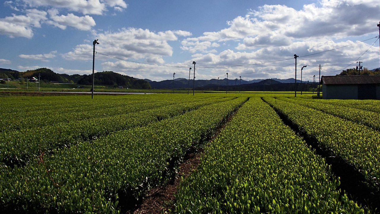 Tea plantation in Mie