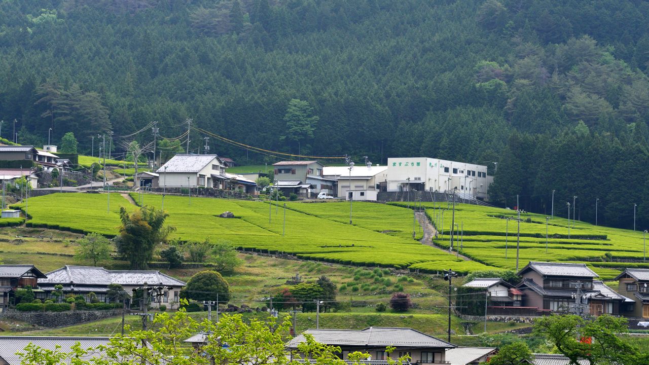 May 2021 - Tsuyuhikari Sencha from Gifu