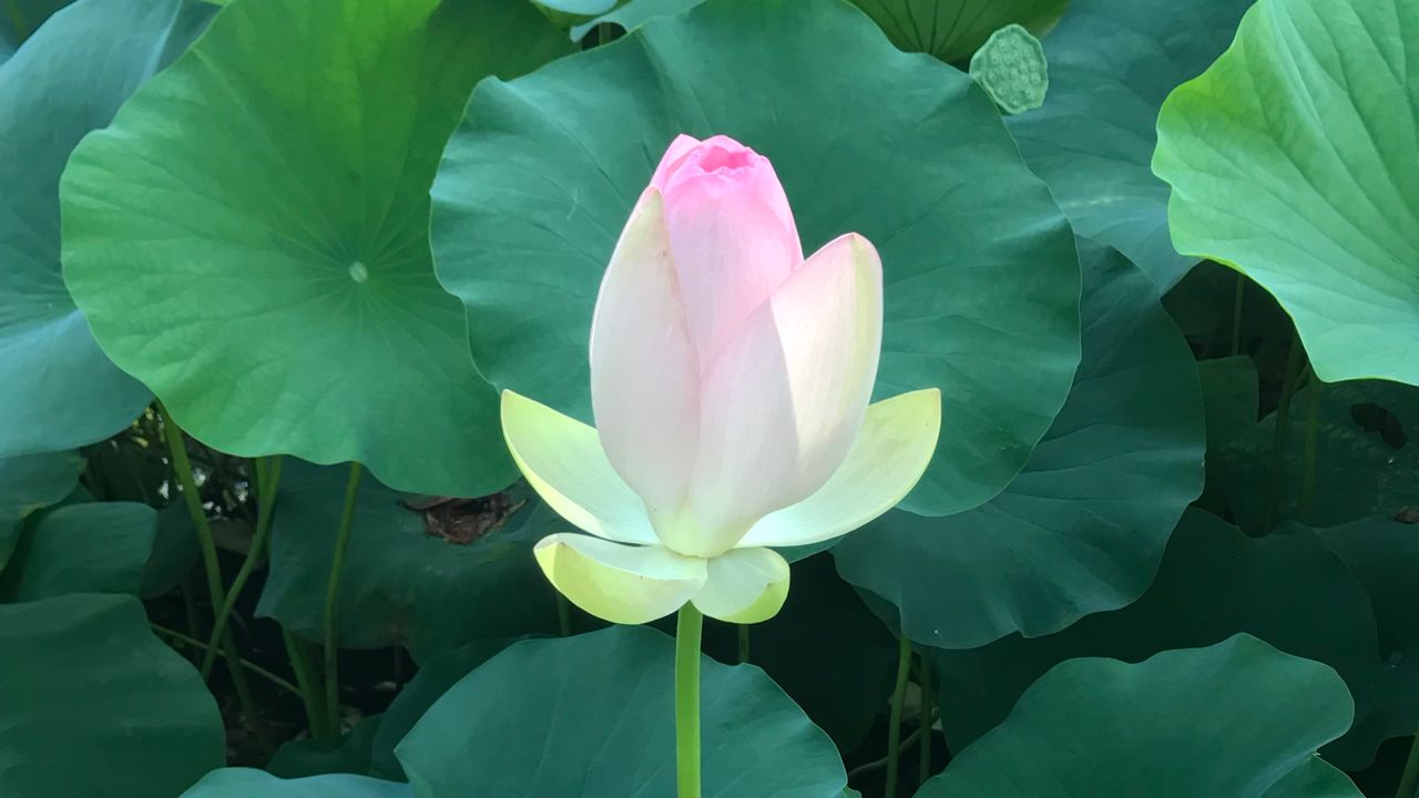 Lotus