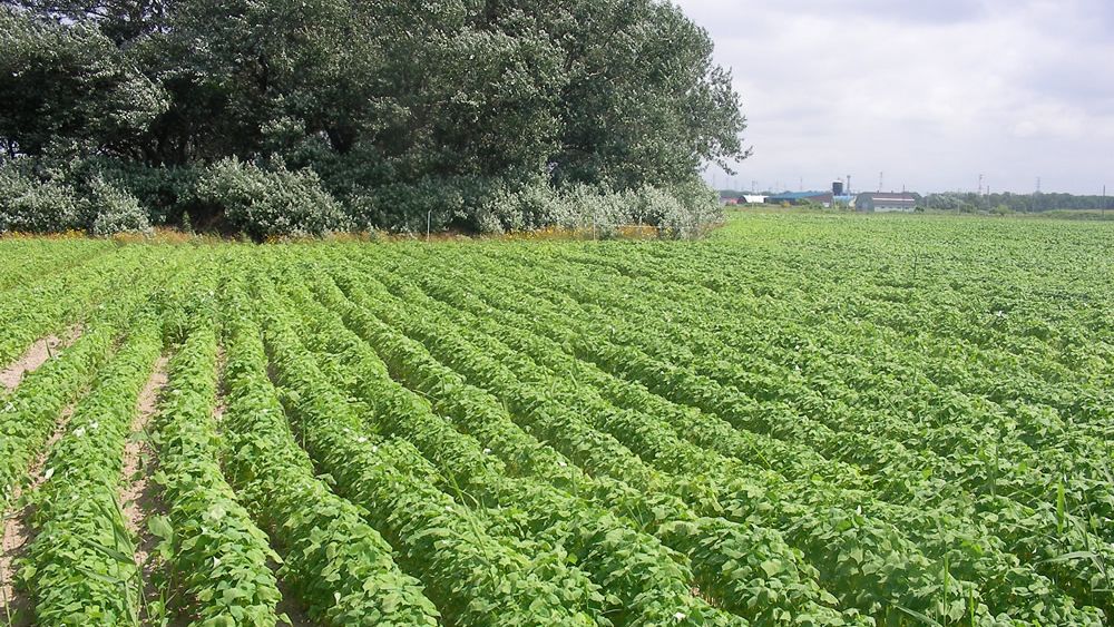 Buckwheat field