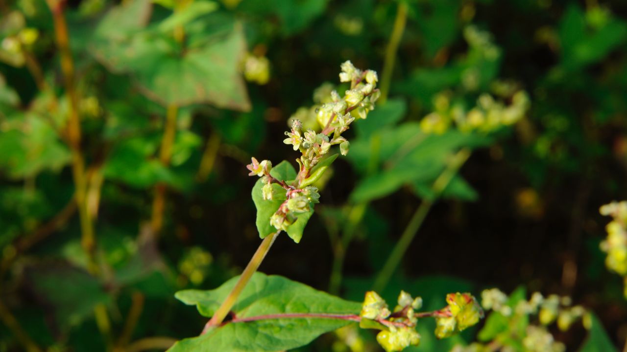 Buckwheat