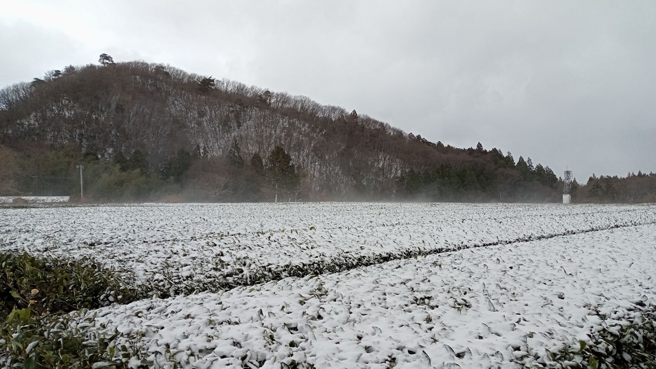 February 2022 – Murakamicha from Niigata