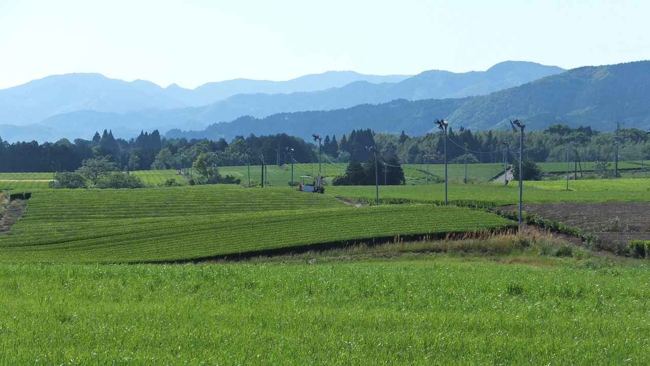 Tea Plantation