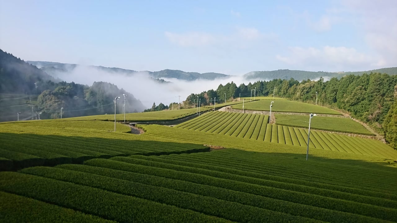 Tea Plantation