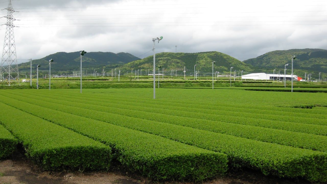 June 2023 - Sencha from Chiran, in the prefecture of Kagoshima