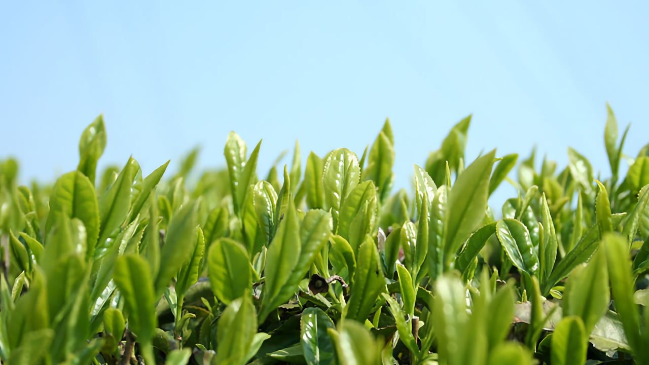 September 2023 - Sencha from Izumo, in Shimane prefecture