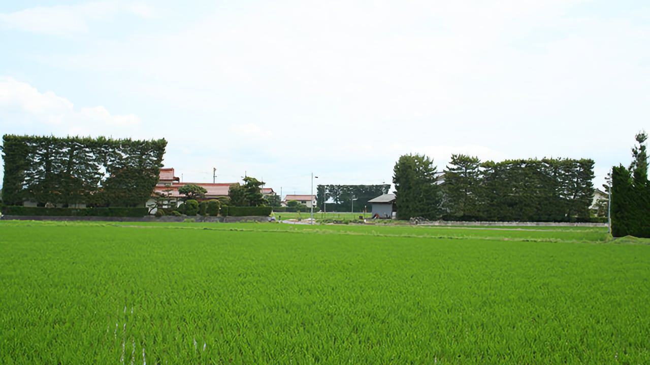 September 2023 - Sencha from Izumo, in Shimane prefecture