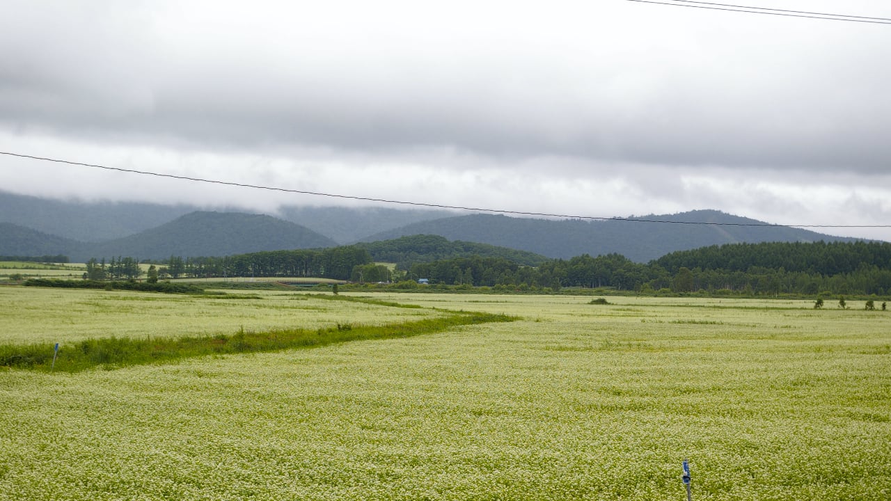 Field of buckwheat at Horokanai, Hokkaido