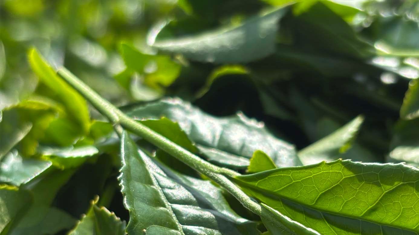 Tea leaves.