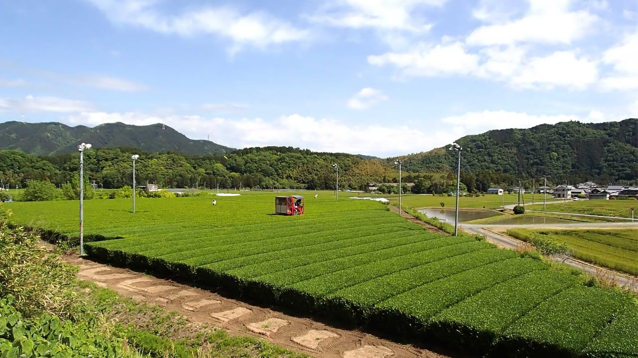 Tea harvest in the city of Taki (多気町)