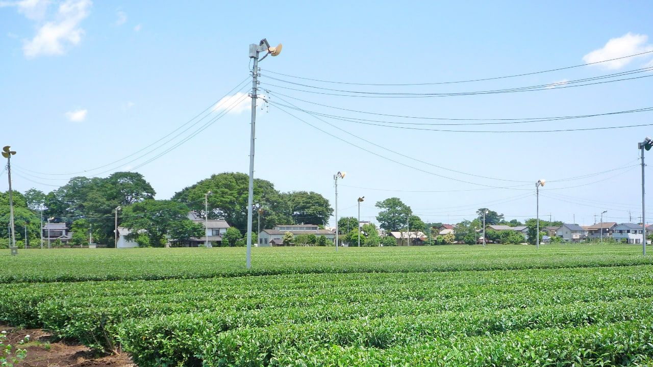 Sayama tea field in Tokorozawa