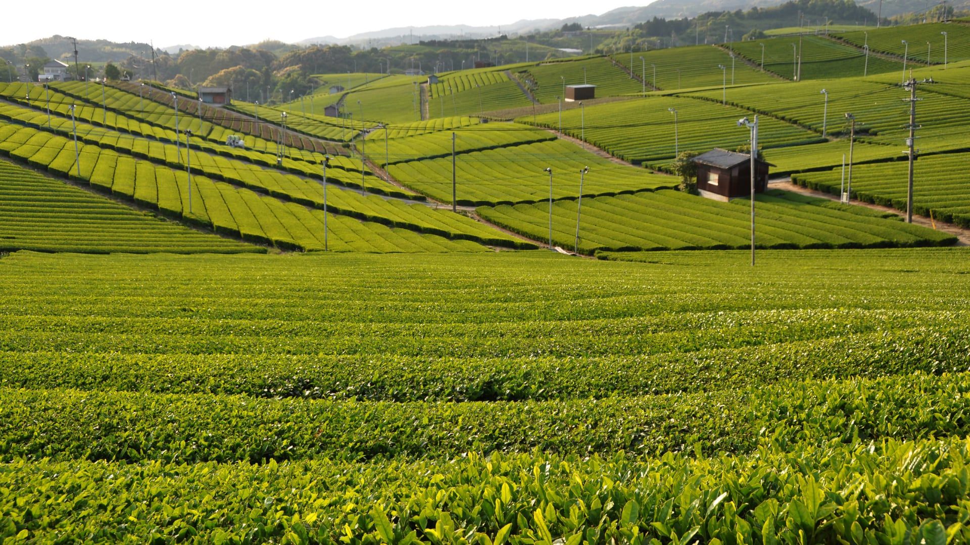 Yame tea plantation