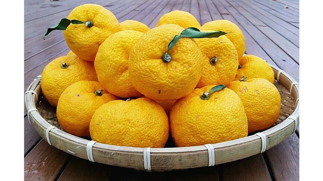 Yuzu (柚子)