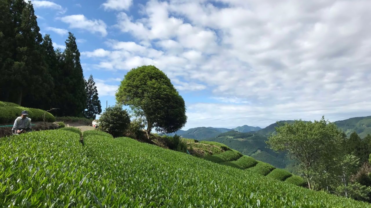 Plantation de thé