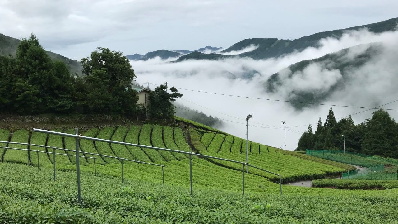Plantation de thé en montagne