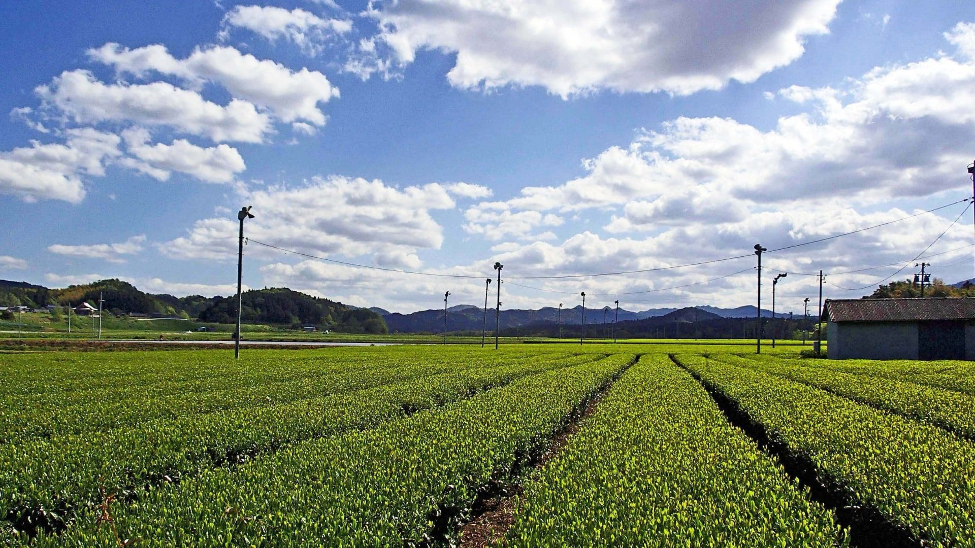 Paysage de plantation à Taki (多気町)