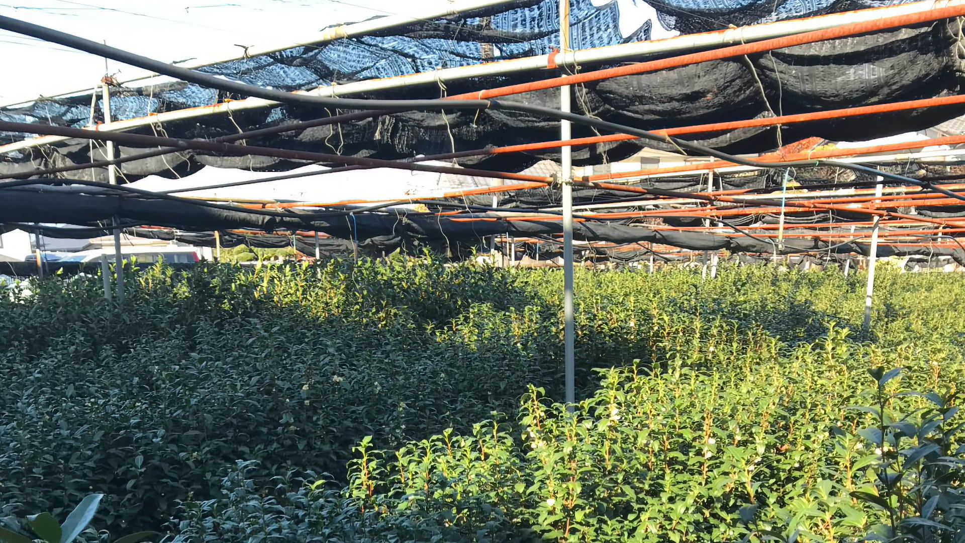 Théiers de Tencha sous une structure d'ombrage (tana), les filets en partie relevés