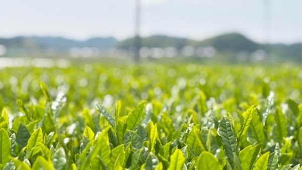 Juin 2025 – Shincha de Mie (三重県)